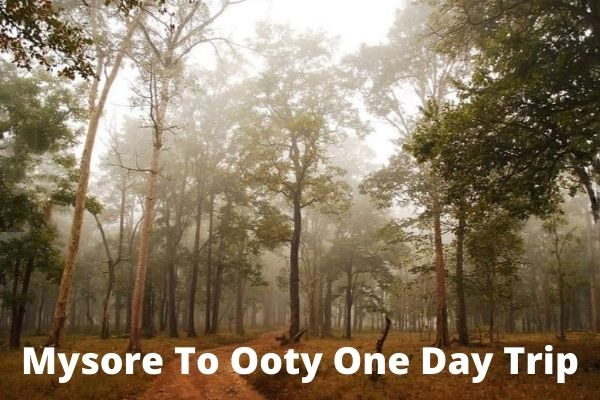 Mysore to Ooty One Day Trip